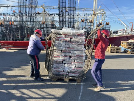 El calamar Illex vuelve a ser protagonista con su mejor temporada en 17 a帽os