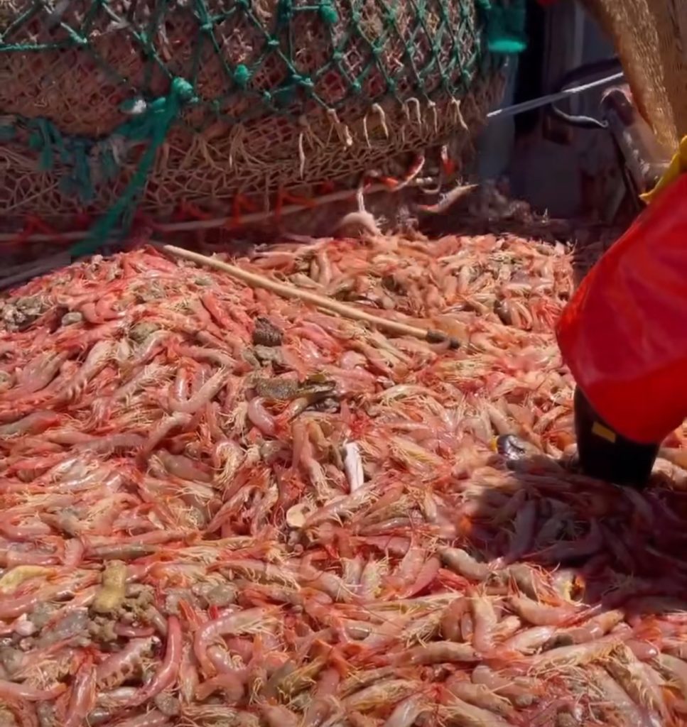 Temporada de langostino inusual en tiempos de repliegue y cautela