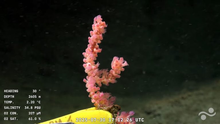 Exploración en Cañón Submarino Mar del Plata: Una ventana en vivo al abismo marino que deslumbra en redes y ciencia