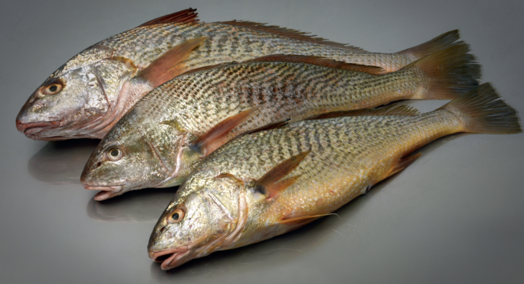 El INIDEP inició una nueva evaluación de corvina rubia en el RÃo de la Plata y la Zona Común de Pesca