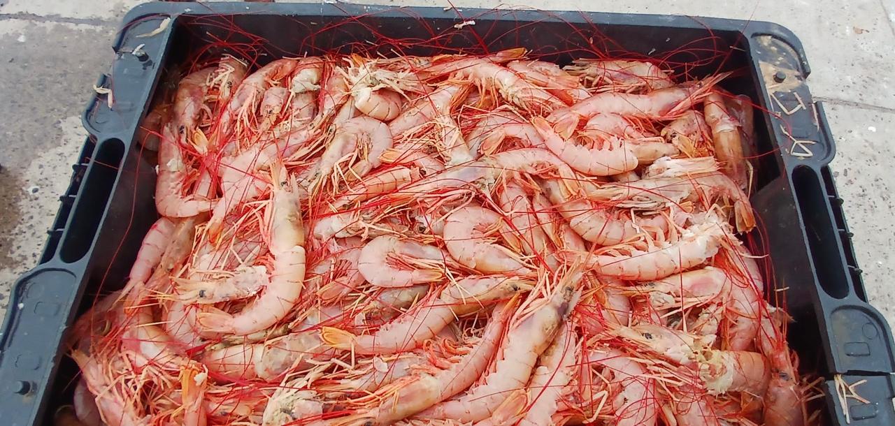 Solicitaron al CFP extender el 20% de bycatch de langostino en la pesca de merluza para todo el a帽o