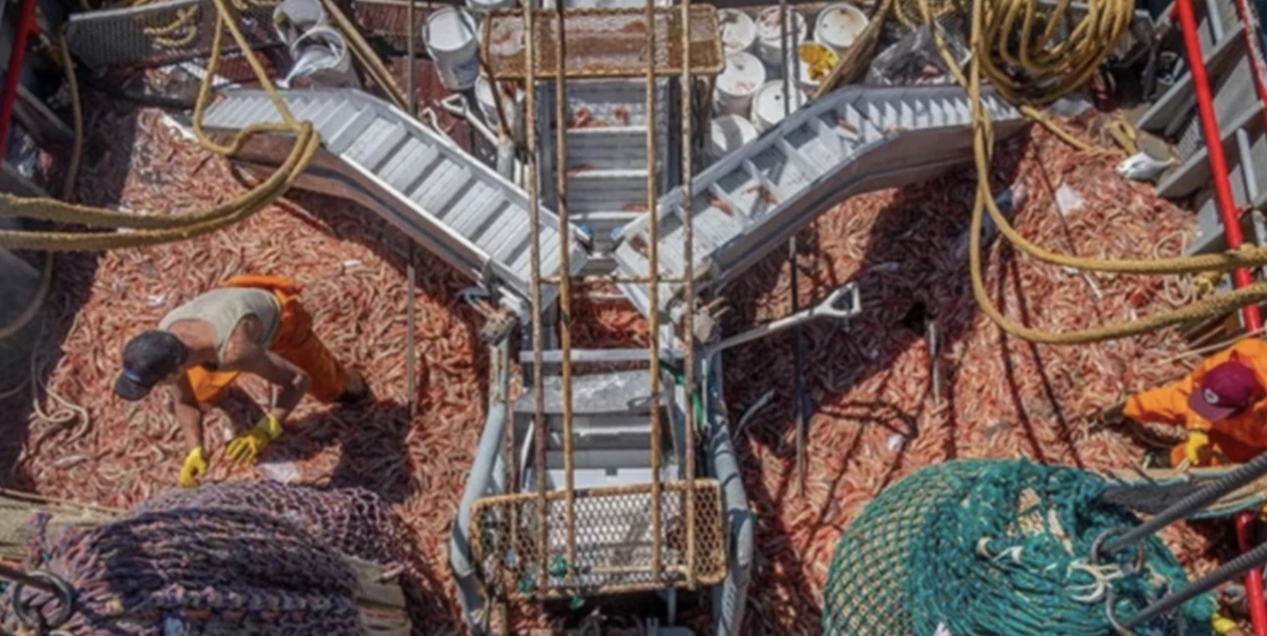 Chubut fortalece la formaci贸n t茅cnica para sostener la certificaci贸n MSC del langostino