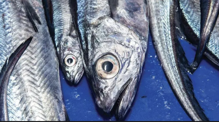 Consejo Federal Pesquero. Sesión semanal, Resolución Nro.8/2025. Mecanismo transitorio para redistribuir hasta el 50% de las cuotas de merluza de cola no capturadas