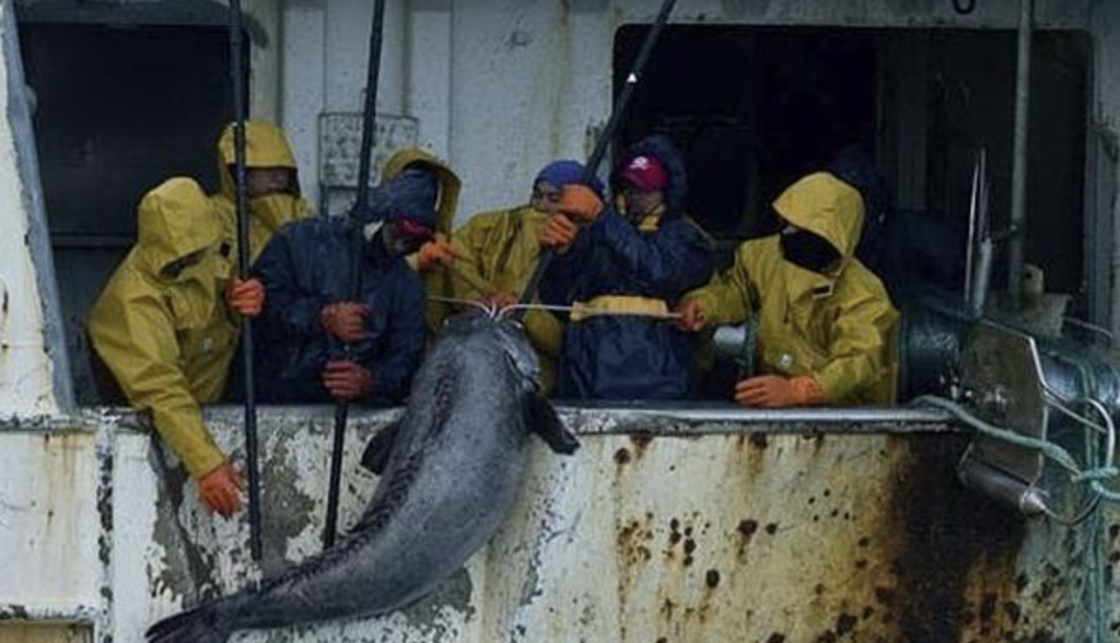 Detectan actividad reproductiva de merluza negra en el talud norte del Mar Argentino