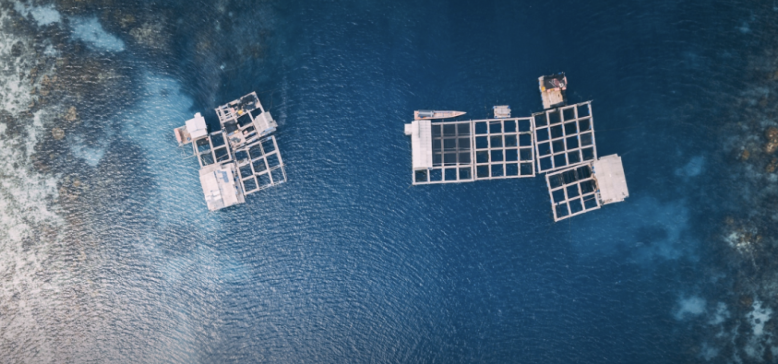 FAO impulsa la acuicultura circular para promover la sostenibilidad del sector