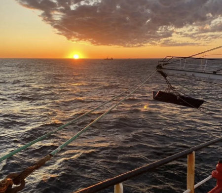 Langostino en aguas nacionales: Primeros indicios alentadores en las sub谩reas 11 y 13