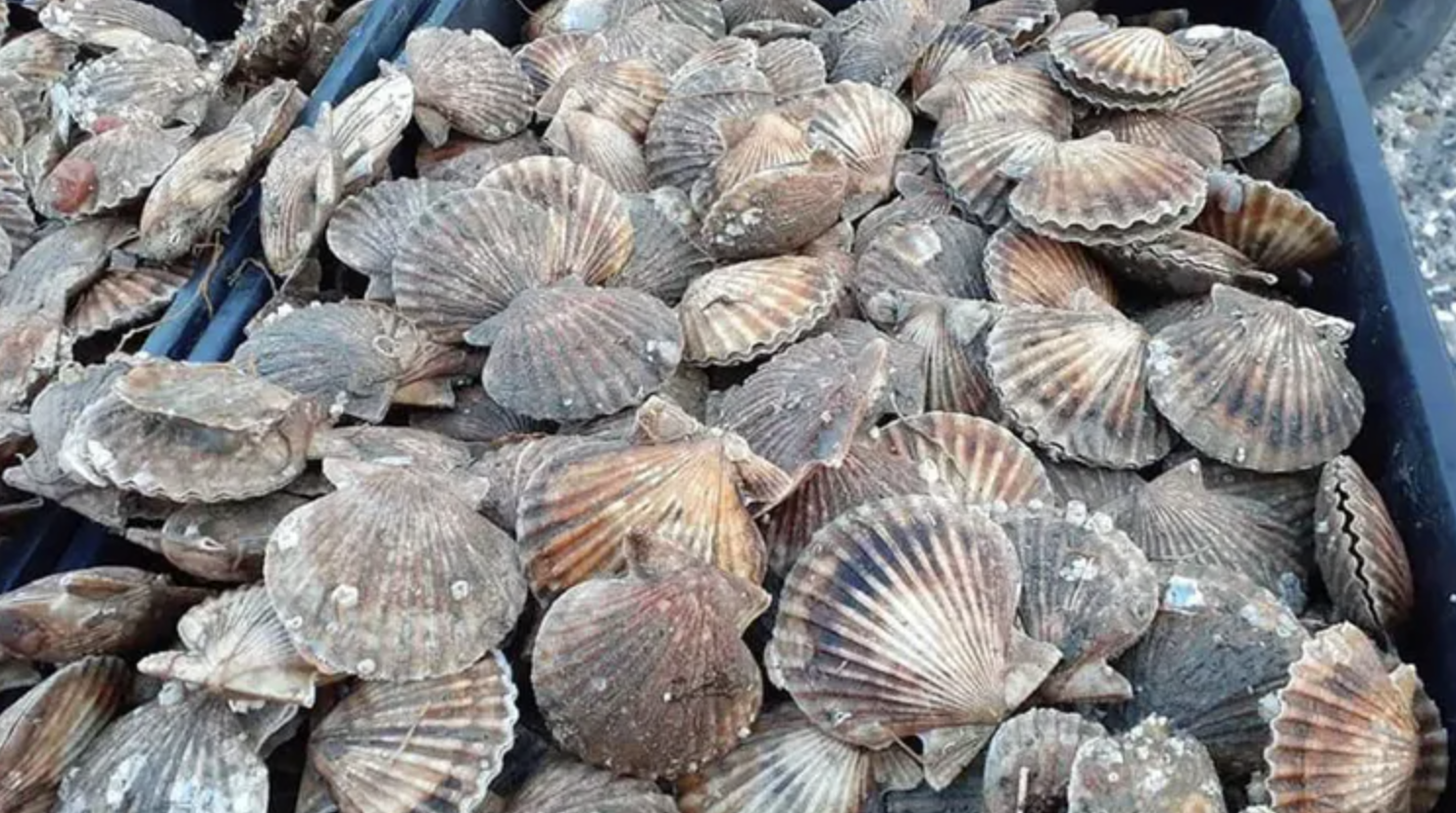 Presentaron los resultados de la prospecci贸n de Vieira Tehuelche en el Golfo San Jos茅