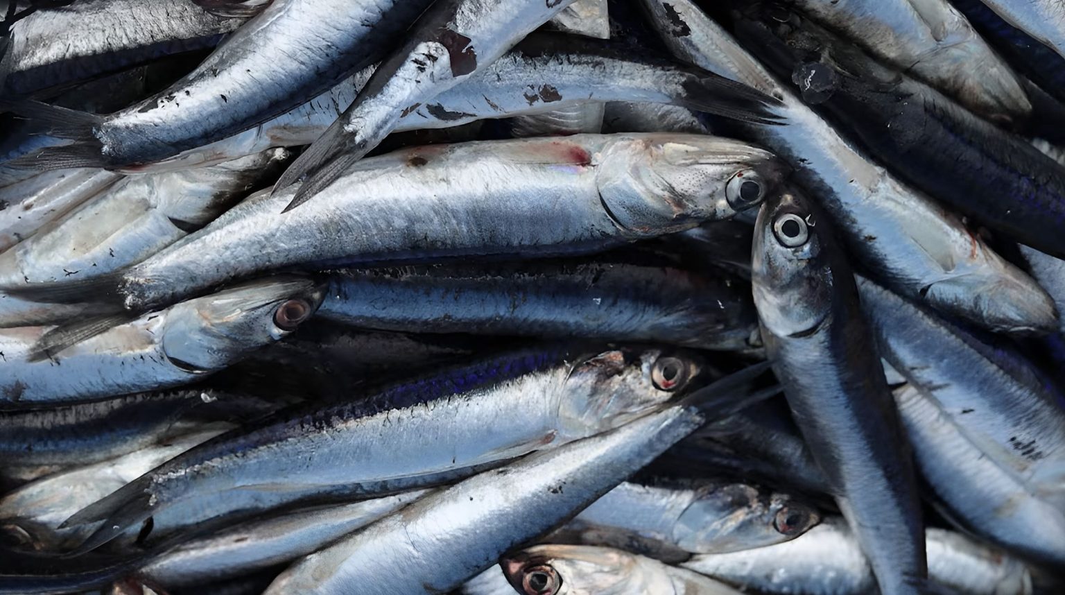 Perú y Chile fortalecen cooperación científica y regulatoria sobre la anchoveta
