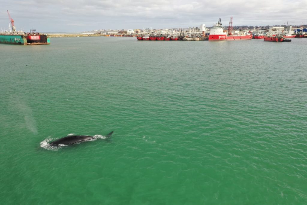 Una ballena en el puerto de Mar del Plata obligó a detener las operaciones marÃtimas