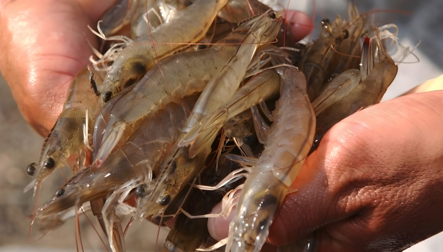 Aranceles de EE. UU. alarman a la industria camaronera de cultivo de Ecuador