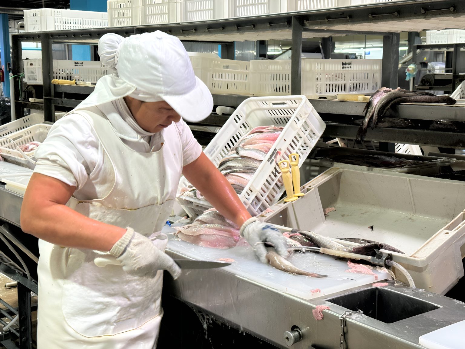 El Gobierno analiza eliminar retenciones a las exportaciones pesqueras