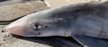 La CTMFM definió Captura Total Permisible para pescadilla, gatuzo y pez ángel