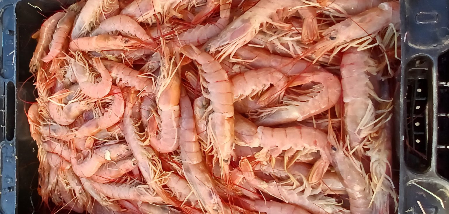 Autorizan la pesca comercial de langostino en la Subárea 4 tras resultados positivos de la prospección