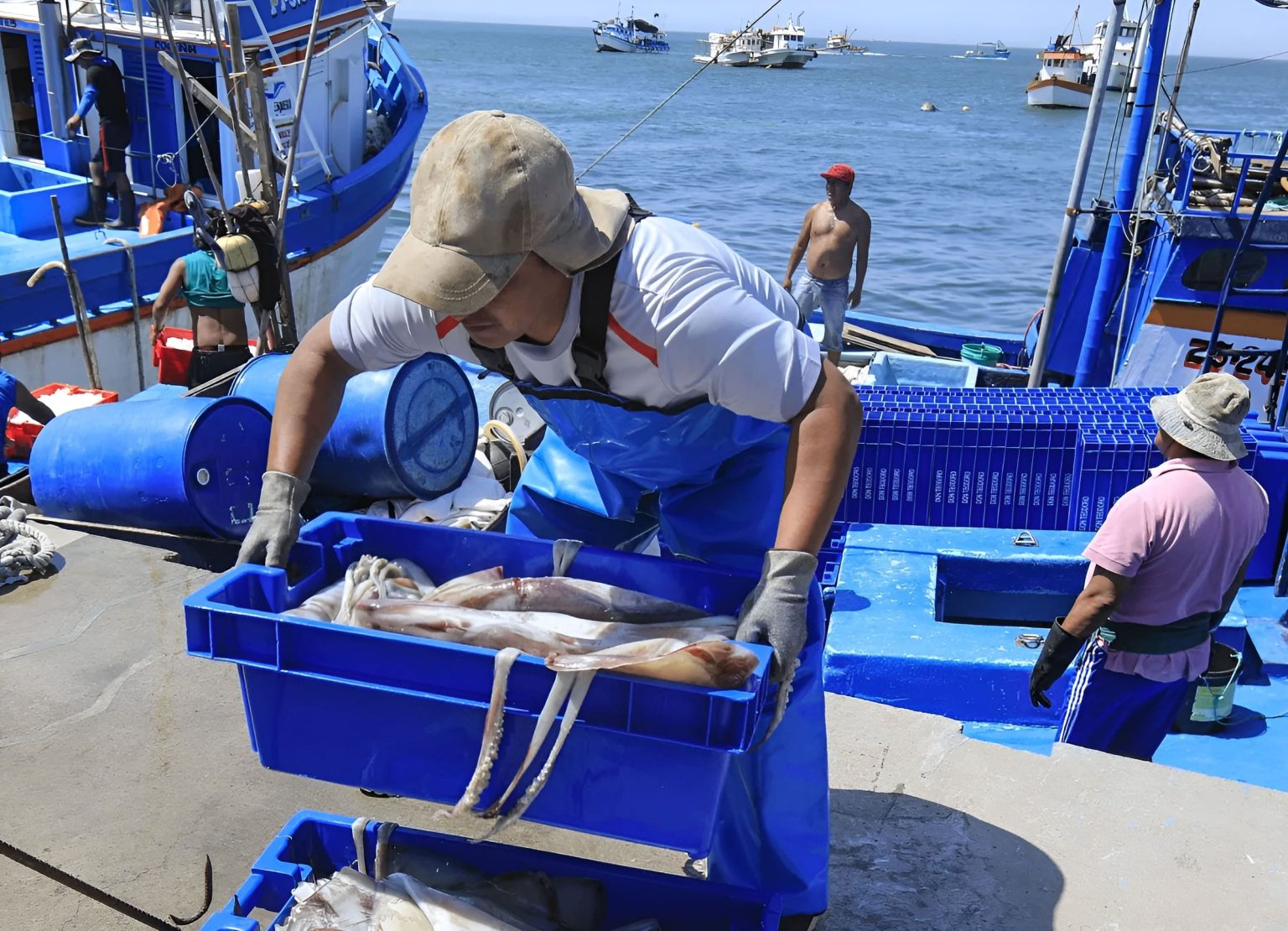 Perú, hoy reabre la pesca de calamar gigante
