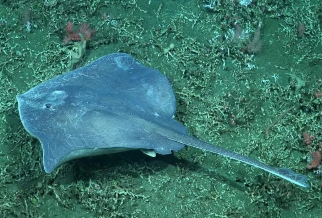 Resolución CTMFM Nro.8/2025. Establecen cupos de captura de rayas costeras y de altura para el segundo semestre de 2025