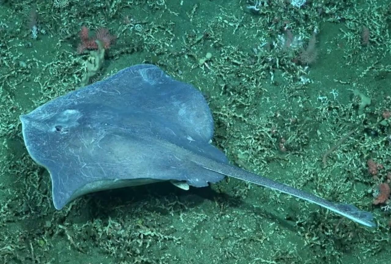 Resolución CTMFM Nro.8/2025. Establecen cupos de captura de rayas costeras y de altura para el segundo semestre de 2025