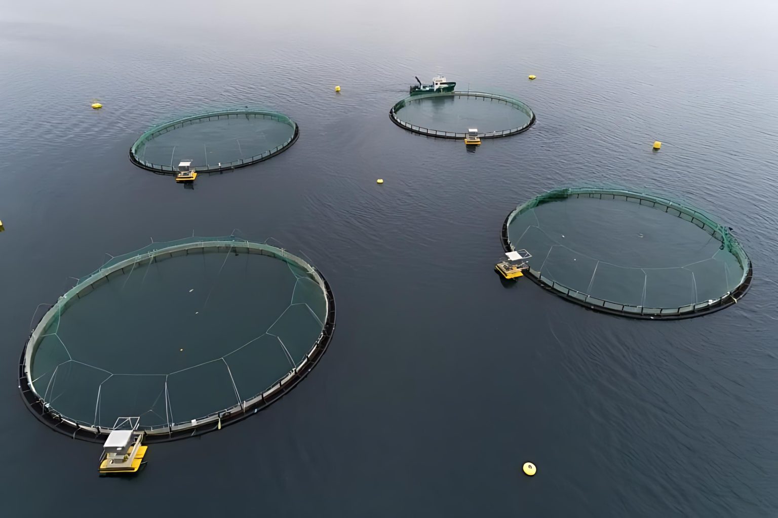 CrÃa comercial de salmones en las Islas Malvinas