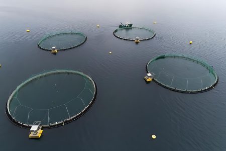 Cr铆a comercial de salmones en las Islas Malvinas