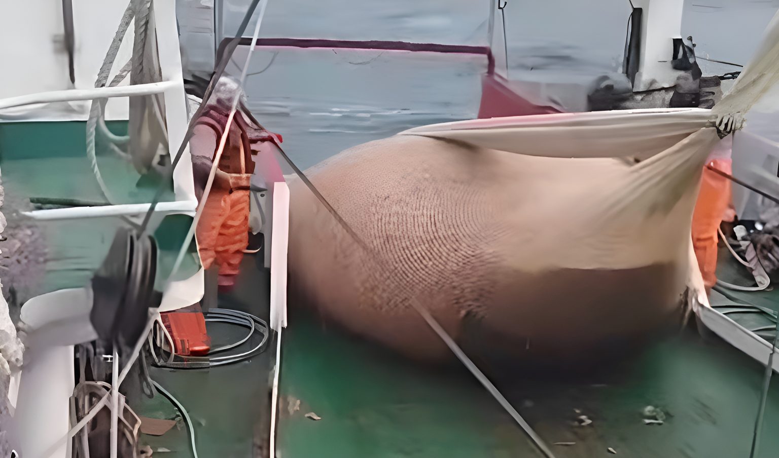 Langostino. Autorizan la pesca comercial en la subárea 7