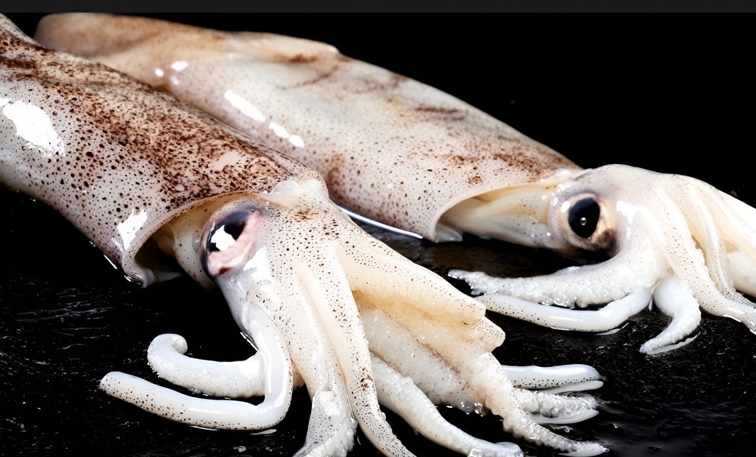 Reanudan la pesca de calamar loligo en Malvinas tras leve incremento de capturas