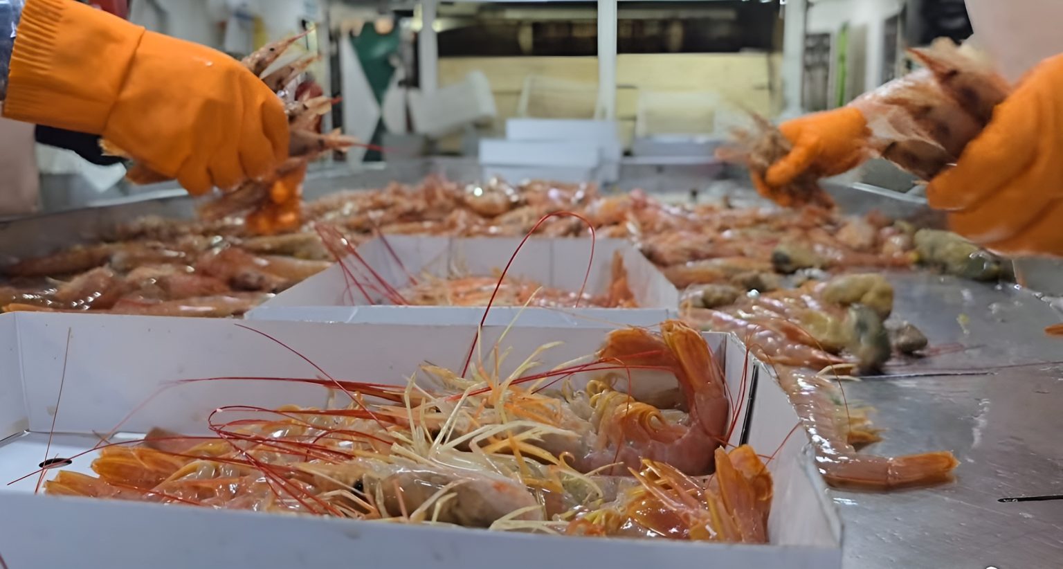 Relevos en la pesca: Trabajadores invisibles en medio del conflicto gremial