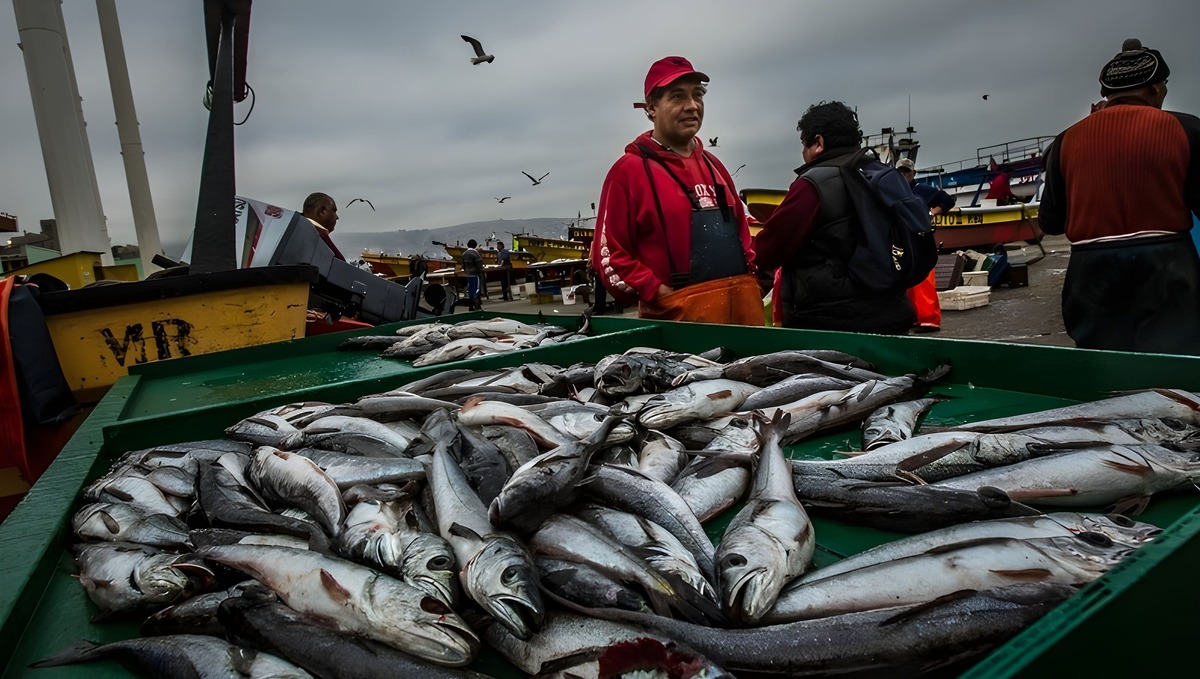 Resoluci贸n CTMFM Nro.11/2025. Fija nuevas medidas para la pesca de merluza com煤n en la ZCP