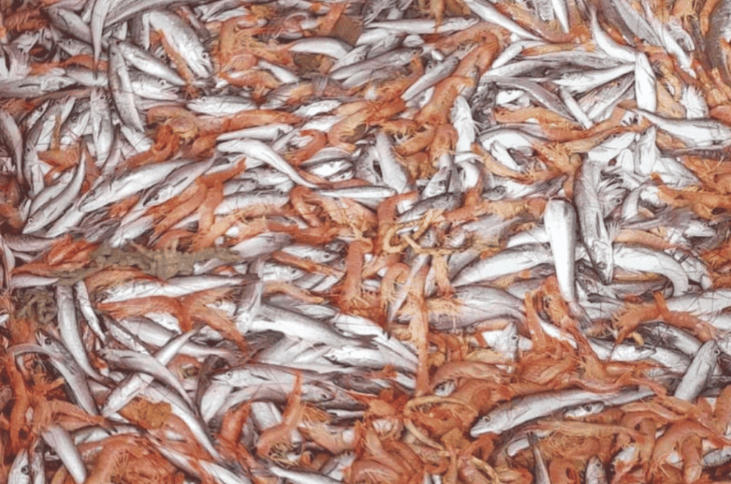 Prospección subárea 15: Buenos rendimientos de langostino pero alta presencia de merluza juvenil