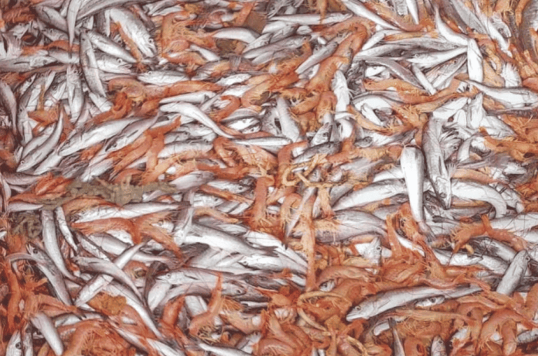 Prospección subárea 15: Buenos rendimientos de langostino pero alta presencia de merluza juvenil