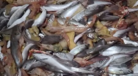 Langostino. Subárea 15: Cuando la política se impone a la biología en la pesca se generan distorsiones