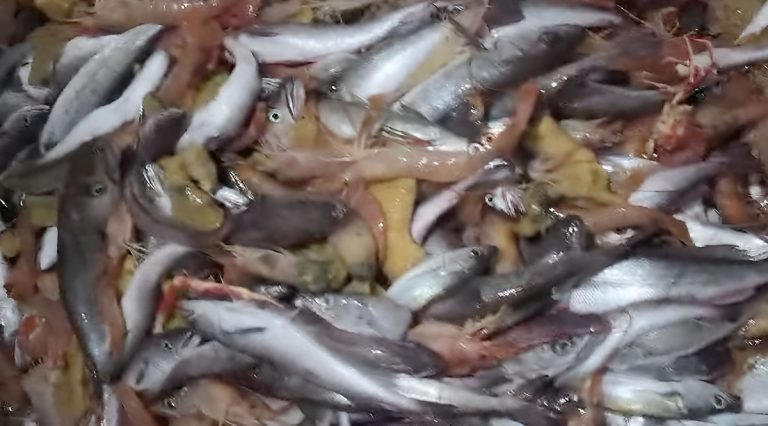 Langostino. Subárea 15: Cuando la política se impone a la biología en la pesca se generan distorsiones