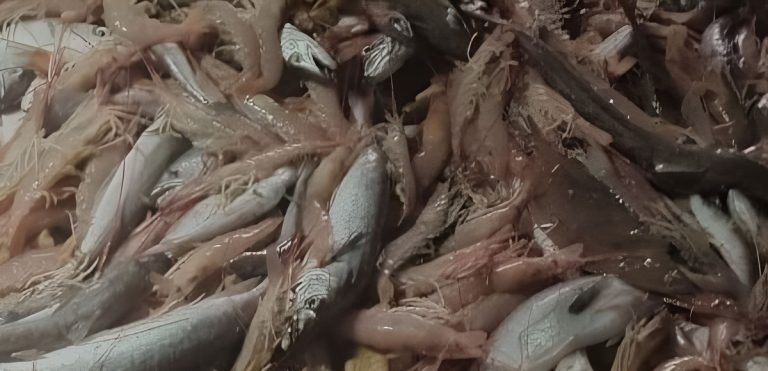 Langostino. Cierran subáreas de pesca por exceso de merluza y anuncian nuevas prospecciones