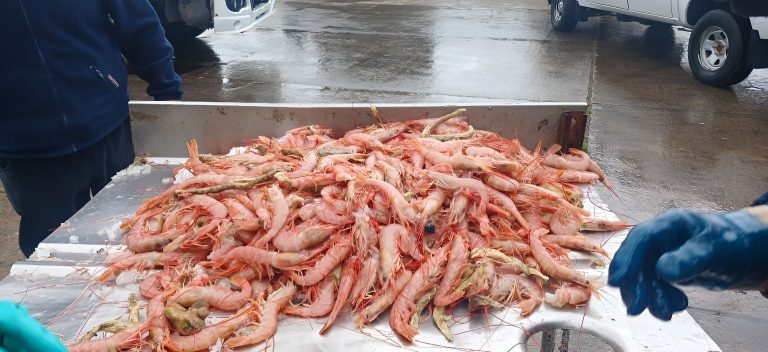 Apelaron la creaci贸n de la Reserva Social de langostino para R铆o Negro