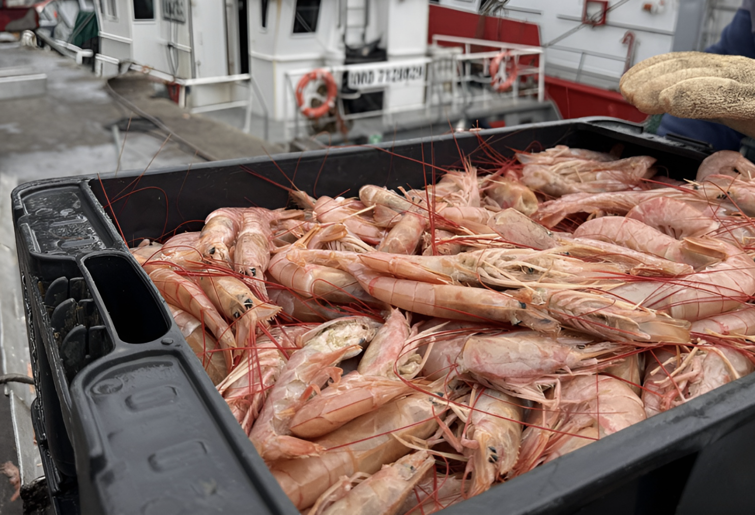 Consejo Federal Pesquero. Sesión semanal, Acta Nro. 25/2025