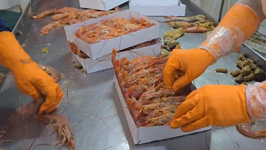 Consejo Federal Pesquero. Sesión semanal, Resolución Nro.11/2025: Congeladores amplían la producción de colas de langostino hasta 2026