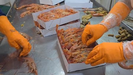 Consejo Federal Pesquero. Sesión semanal, Resolución Nro.11/2025: Congeladores amplÃan la producción de colas de langostino hasta 2026