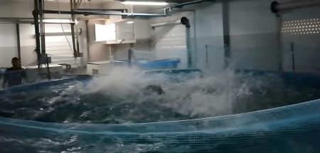 INIDEP y Acua Grow firman acuerdo para producir a escala comercial, pez lim贸n en Argentina