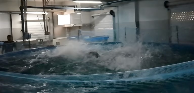 INIDEP y Acua Grow firman acuerdo para producir a escala comercial, pez lim贸n en Argentina