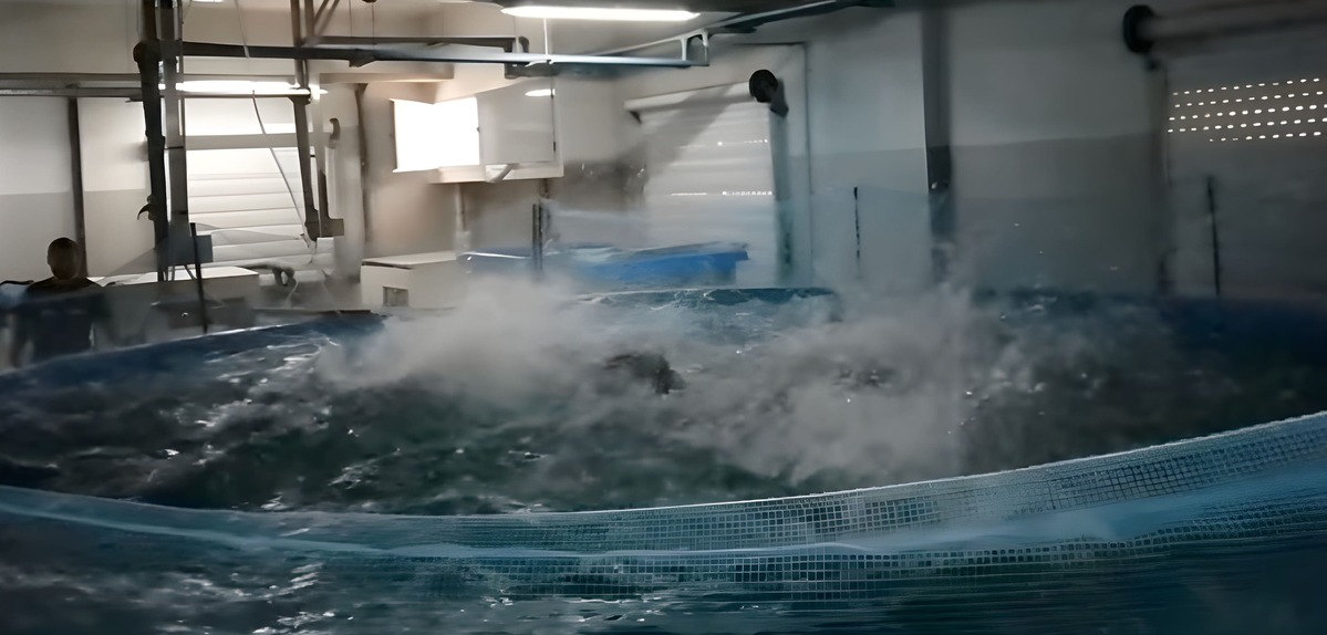 INIDEP y Acua Grow firman acuerdo para producir a escala comercial, pez lim贸n en Argentina