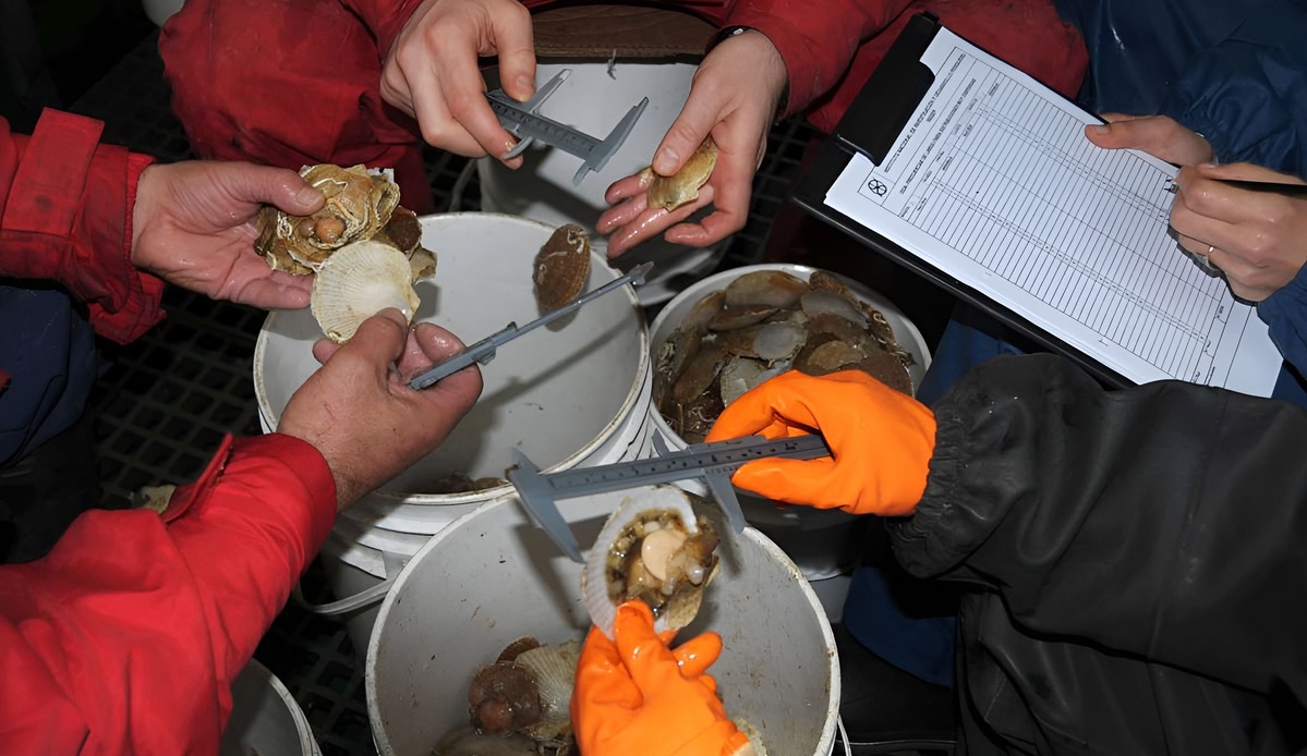 Vieira Patagónica: Establecen Captura Máxima Permisible en la Unidad de Manejo A para el 2026