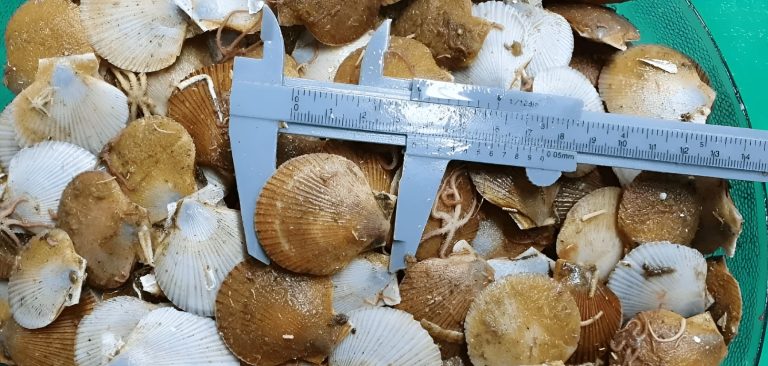 Nueva campa帽a de evaluaci贸n de vieira patag贸nica en la Unidad de Manejo B