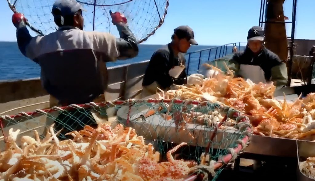 Arranca la campaña de investigación de centolla con vistas a la temporada de octubre