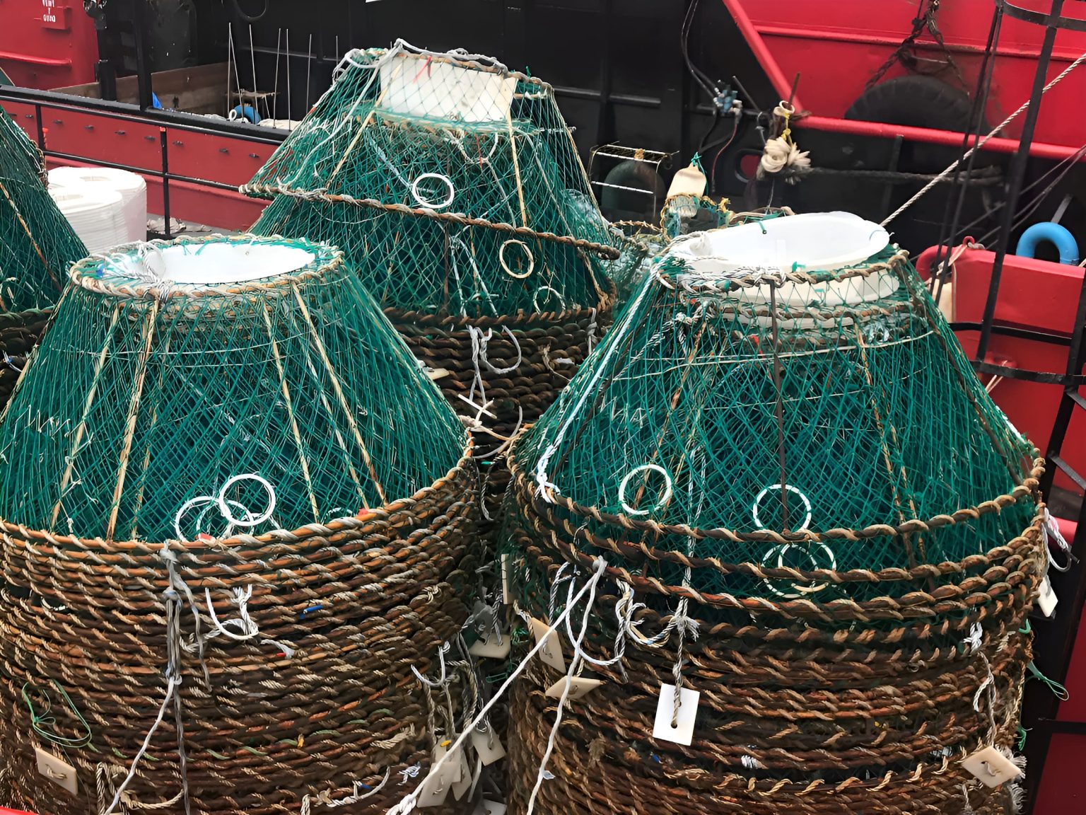 La temporada de centolla en el Área Sur comenzará el 15 de octubre con CMP provisoria