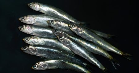 Consejo Federal Pesquero. Sesión semanal, Resolución Nro.13/2025. CMP de anchoÃta y caballa