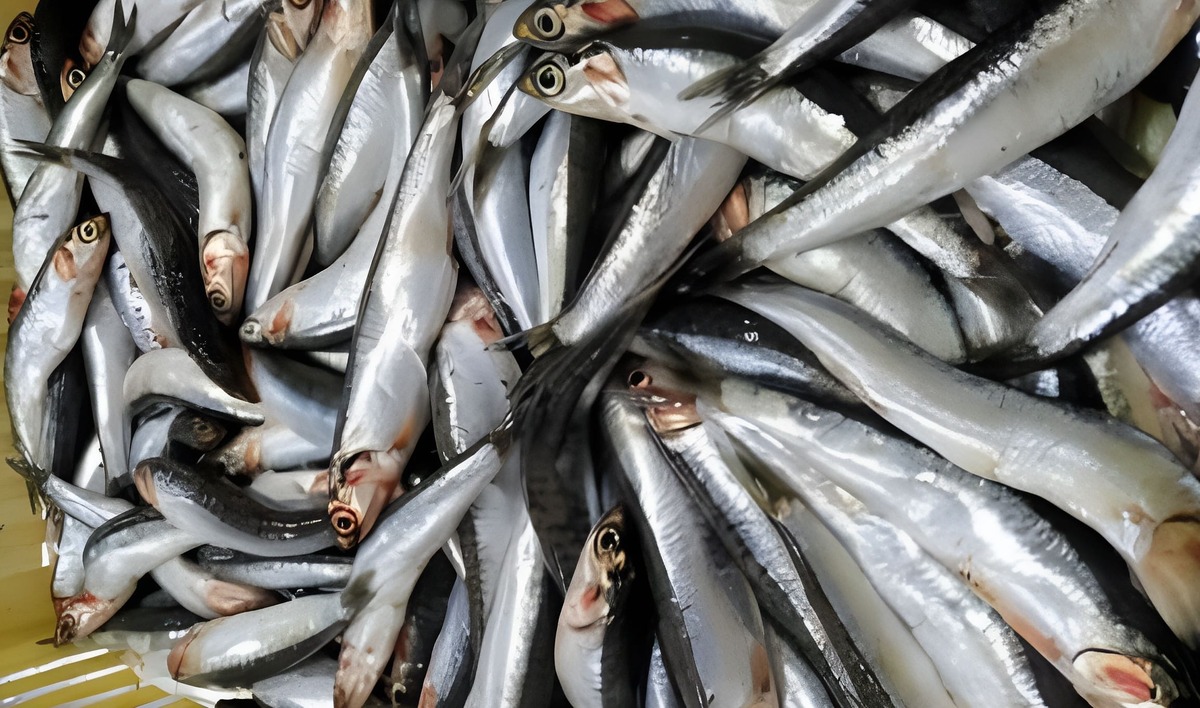 Campaña argentino-uruguaya de evaluación del stock norteño de anchoíta
