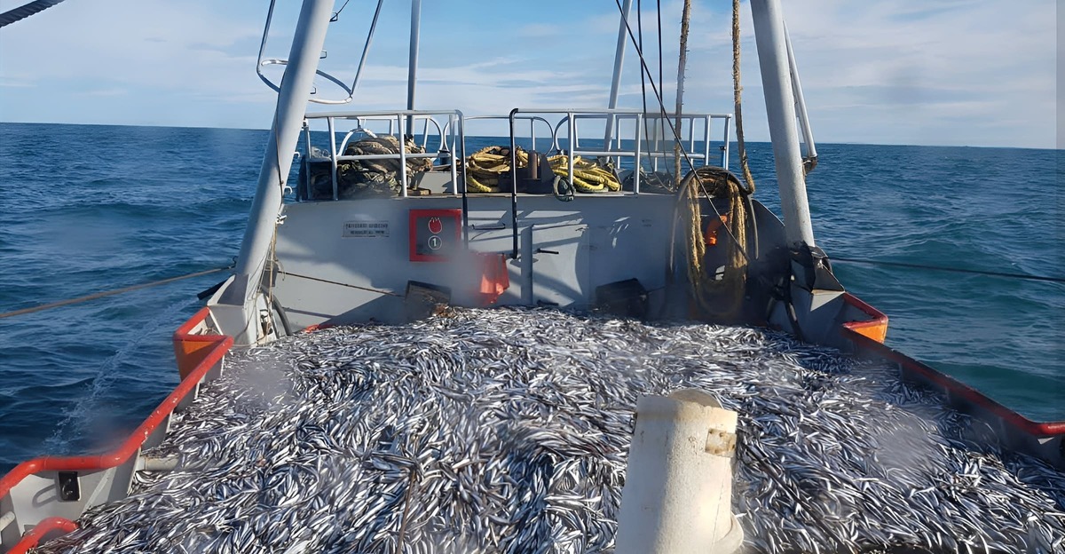 Rawson re煤ne datos para certificar su pesquer铆a de ancho铆ta