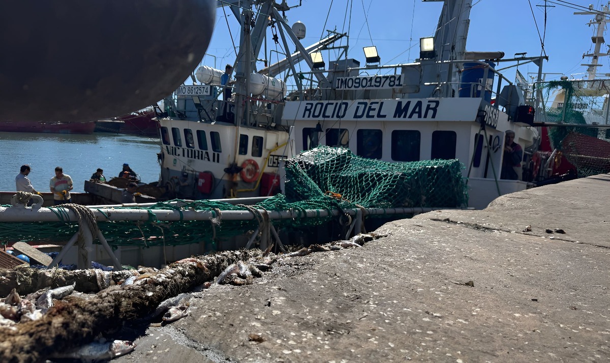 Ancho铆ta bonaerense: Un recurso que resiste entre la historia, el clima y el cambio en la demanda