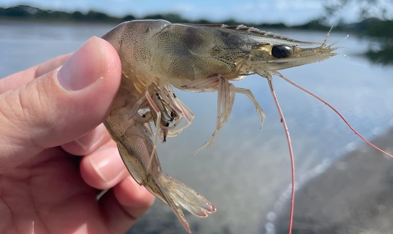 Ecuador afianza su dominio en el mercado mundial del camar贸n de cultivo