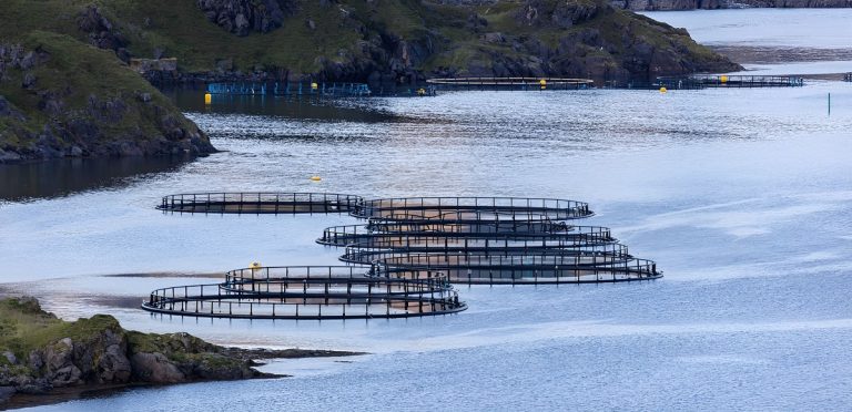Islas Malvinas: El debate por la crÃa de salmones divide opiniones entre los pobladores
