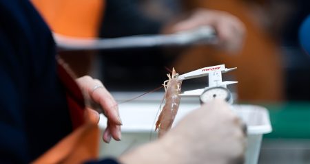 Langostino 2025: Informe T茅cnico Oficial del INIDEP alerta por ca铆da de biomasa