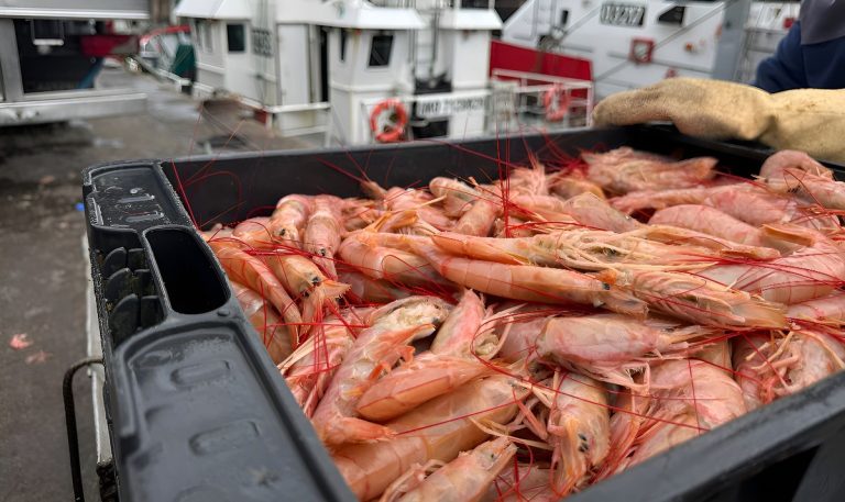 Marco regulatorio del langostino argentino